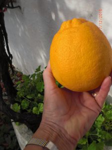 Washington orange from the farm