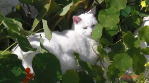 House Cat