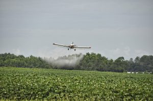 Spraying of the crops