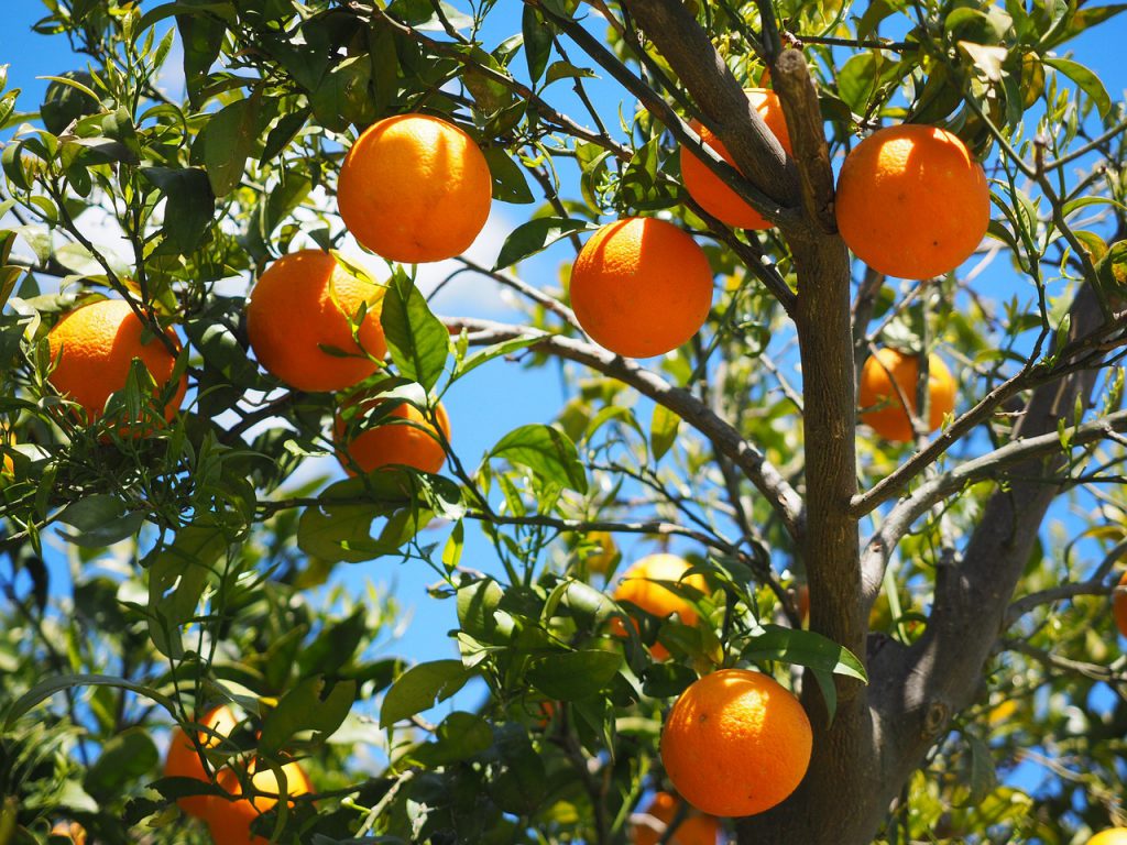 Orange crop
