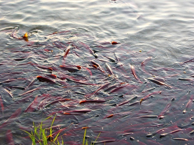 Fish spawning