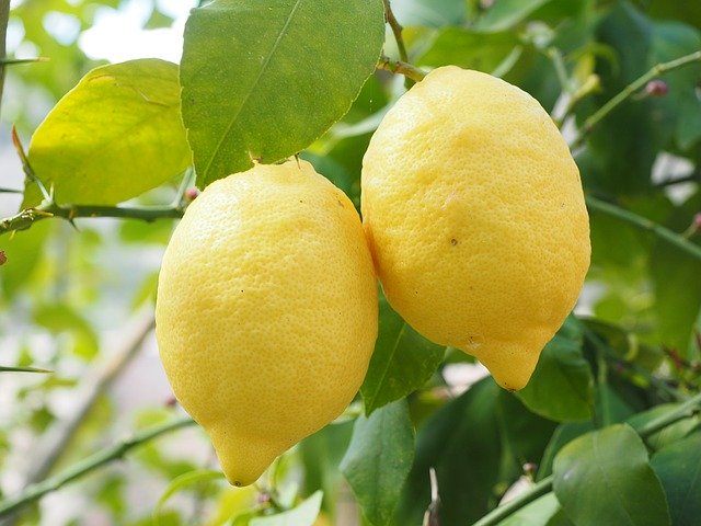 Lemons hanging on the tree