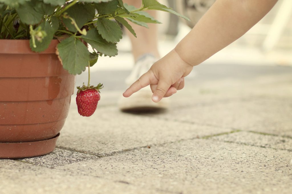 small child with strawberry plant