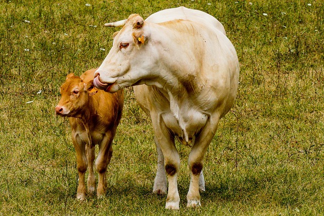 Mother cow with calf