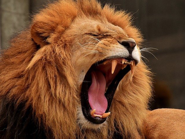 Lions teeth are impressive