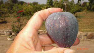 Fig Harvest