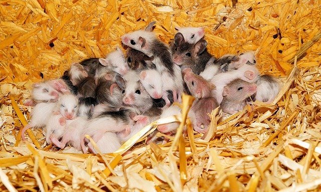 Nest of baby mice