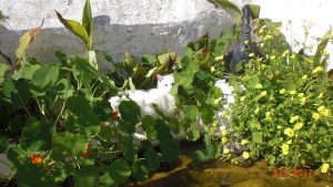 Shugar has found a nice place for her siesta