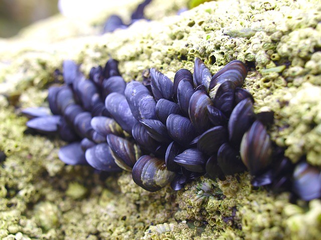 Mussels growing on the rocks