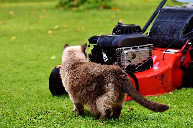 Cat and Lawn-mower