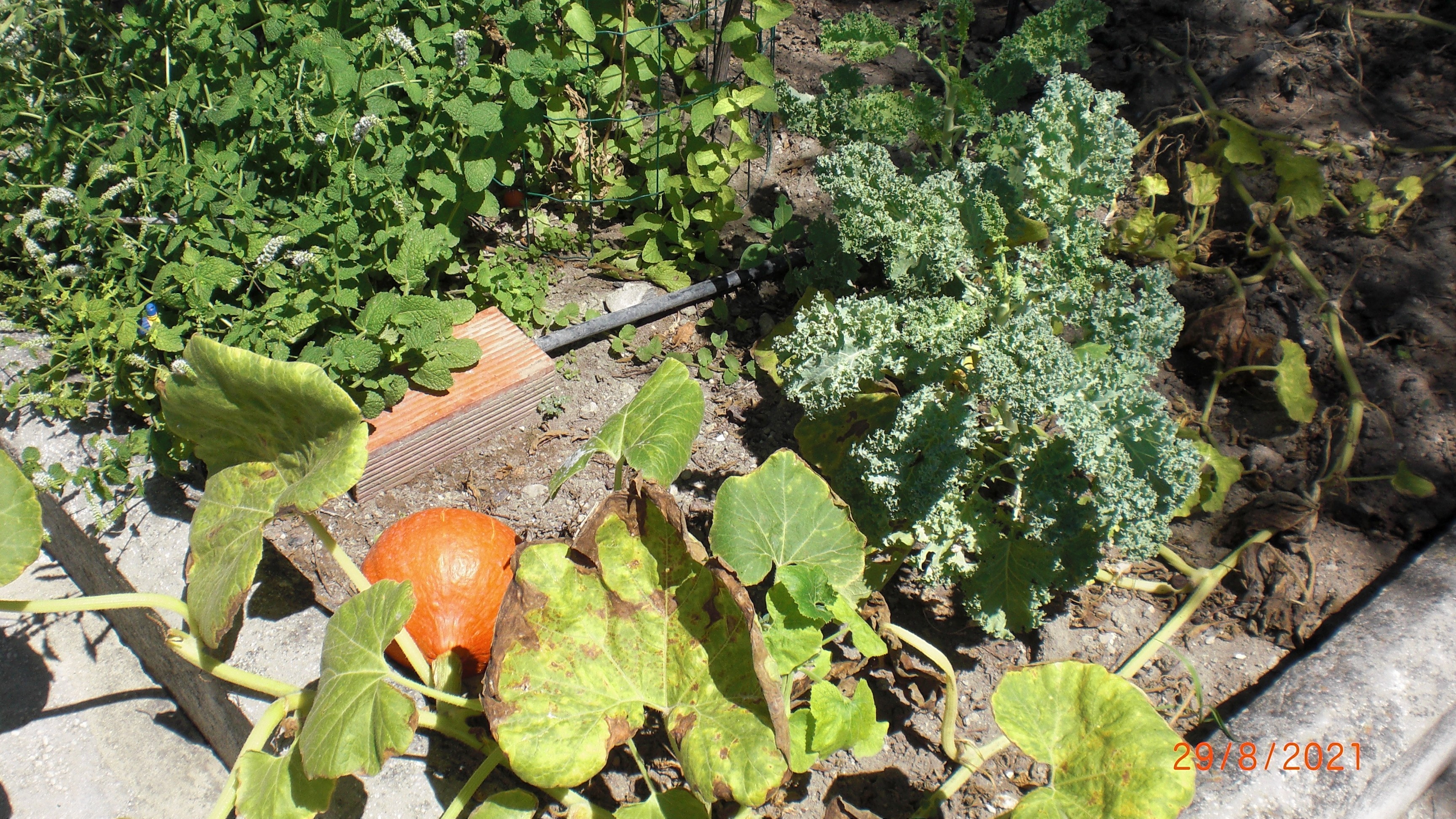 Kale and Squash in my vegetable garden